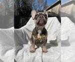 Small Photo #12 French Bulldog Puppy For Sale in HILLSBORO, OR, USA