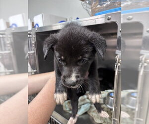 Chow Chow-Unknown Mix Dogs for adoption in Oklahoma City, OK, USA