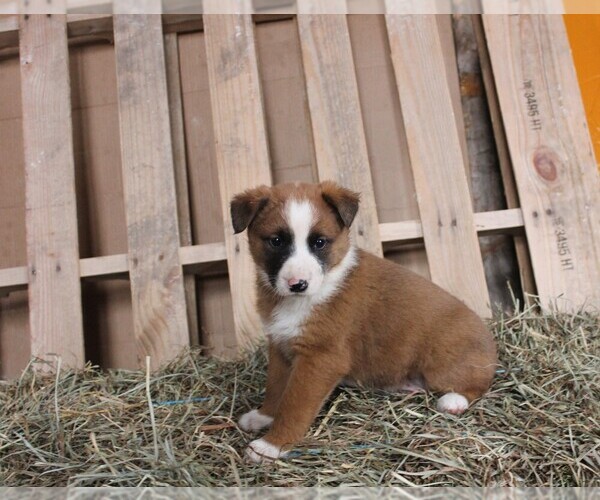 Medium Photo #3 Shollie Puppy For Sale in PENNVILLE, IN, USA