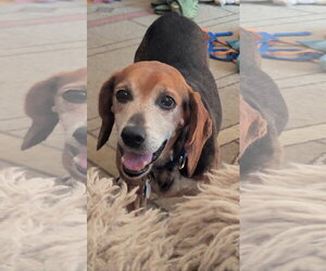 Beagle-Unknown Mix Dogs for adoption in Plainfield, IL, USA