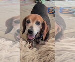 Small Beagle Mix