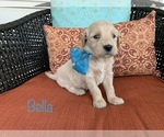 Small Photo #2 Goldendoodle Puppy For Sale in WOODBURN, IN, USA