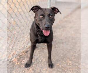 Labrador Retriever Dogs for adoption in Conroe, TX, USA