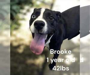 Labrador Retriever-Unknown Mix Dogs for adoption in Oakhurst, NJ, USA