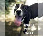 Small Labrador Retriever Mix