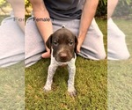 Small #1 German Shorthaired Pointer