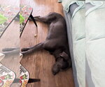 Small #6 Great Dane-Labrador Retriever Mix