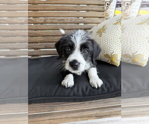 Havanese-Unknown Mix Dogs for adoption in Evansville, IN, USA