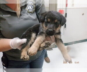 German Shepherd Dog-Unknown Mix Dogs for adoption in Oroville, CA, USA