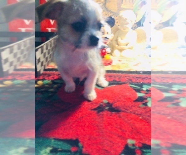 Medium Photo #3 Shih Tzu Puppy For Sale in LEBANON, OR, USA