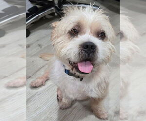 Norfolk Terrier-Shih Tzu Mix Dogs for adoption in San Antonio, TX, USA