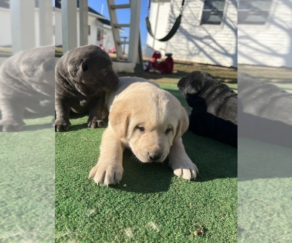Medium Photo #1 Labrador Retriever Puppy For Sale in QUINCY, MI, USA