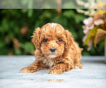 Puppy Raya Cavapoo