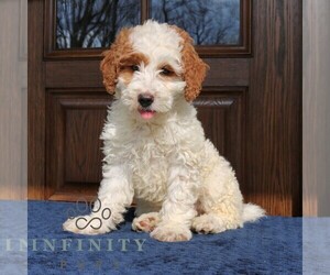 Goldendoodle (Miniature) Puppy for Sale in NARVON, Pennsylvania USA