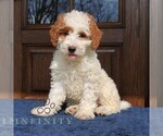 Image preview for Ad Listing. Nickname: Bella