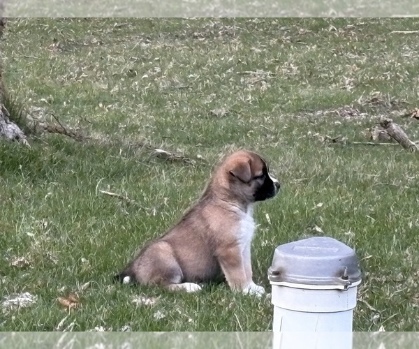 Medium Photo #12 Alaskan Husky-Saint Bernard Mix Puppy For Sale in OLIVET, MI, USA