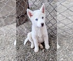 Puppy Clyde Siberian Husky