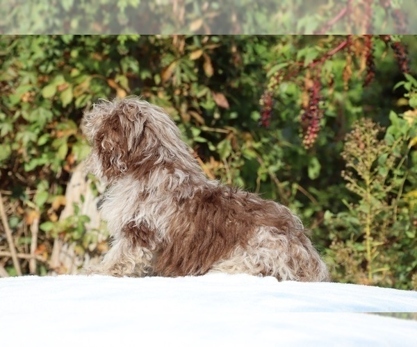 Medium Photo #29 ShihPoo Puppy For Sale in DYERSBURG, TN, USA