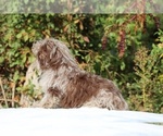 Small #28 ShihPoo