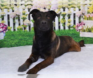 Mutt Dogs for adoption in Oroville, CA, USA