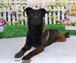 Small Mutt
