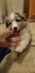 Small Photo #4 Shetland Sheepdog Puppy For Sale in MOUNT WASHINGTON, KY, USA