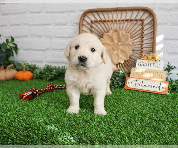 Medium Photo #2 English Cream Golden Retriever Puppy For Sale in SYRACUSE, IN, USA