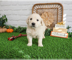 Small #1 English Cream Golden Retriever