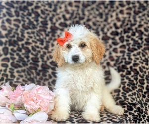 Miniature Bernedoodle Puppy for sale in OXFORD, PA, USA
