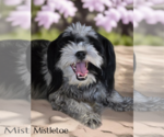 Small #2 Shih Tzu Mix