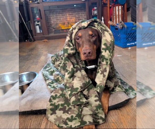 Medium Photo #1  Puppy For Sale in , 