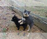 Small Photo #11 Pomeranian Puppy For Sale in DINWIDDIE, VA, USA