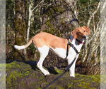 Small #1 Labrador Retriever-Treeing Walker Coonhound Mix