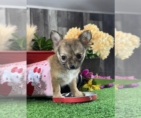 Medium Photo #4 Chihuahua Puppy For Sale in CANOGA, NY, USA