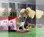 Small #3 Chihuahua