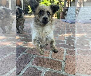 Birdie and Minnie BONDED PAIR BLIND DOGS - Female Chi-Poo (Toy) Dog for Adoption - Photo #5