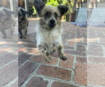 Small #4 Chi-Poo (Toy)