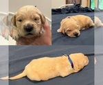 Small Photo #32 Golden Retriever Puppy For Sale in BIG CABIN, OK, USA