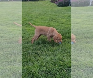 Irish Setter-Labrador Retriever Mix Puppy for sale in HONEY BROOK, PA, USA