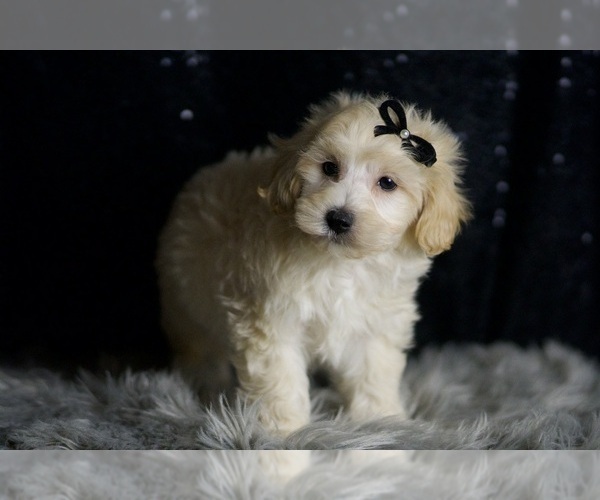 Medium Photo #4 Maltipoo Puppy For Sale in WARSAW, IN, USA