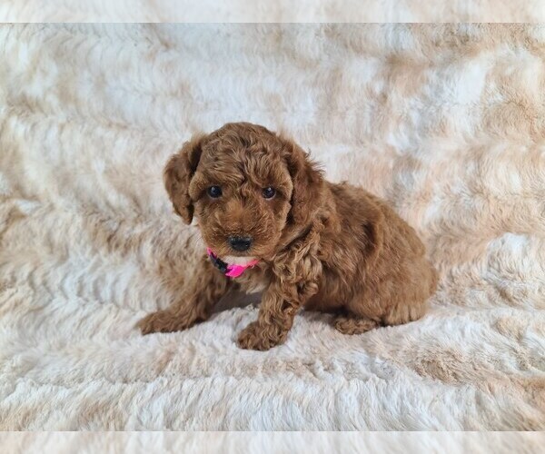 Medium Photo #1 Poodle (Miniature) Puppy For Sale in HOMELAND, CA, USA