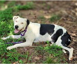Small #3 American Pit Bull Terrier Mix