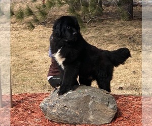 Father of the Newfoundland puppies born on 03/22/2019