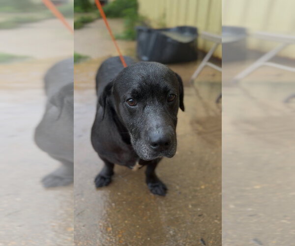 Medium Photo #2 Basset Hound-Unknown Mix Puppy For Sale in Jackson, MS, USA