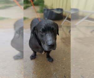 Snickers - Male Basset Hound-Unknown Mix Dog for Adoption - Photo #2