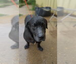 Small Photo #2 Basset Hound-Unknown Mix Puppy For Sale in Jackson, MS, USA