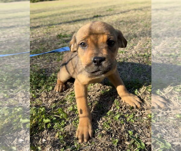 Medium Photo #1 Boxer-Unknown Mix Puppy For Sale in Tarrytown, GA, USA