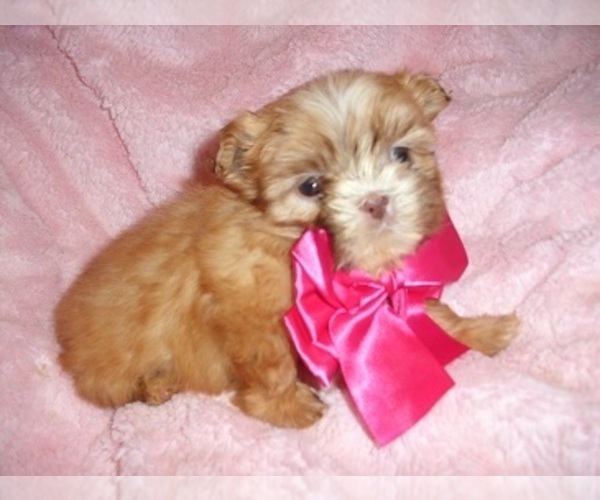 Medium Photo #3 Shih Tzu Puppy For Sale in JACKSON, MS, USA