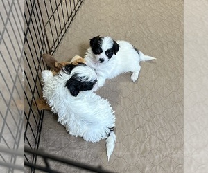 Shih-Poo Puppy for Sale in GLOUCESTER, Virginia USA