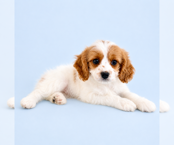 Medium Photo #2 Cavapoo (Standard) Puppy For Sale in GREENFIELD, IN, USA